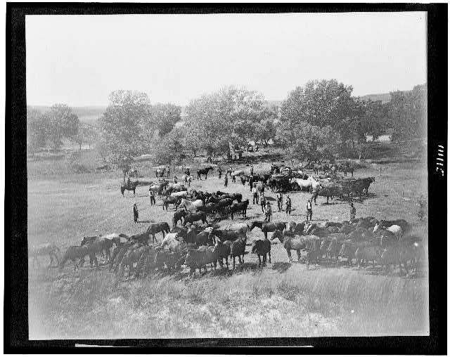 [Cowboys lassoing horses, probably in Colorado or Utah] /...