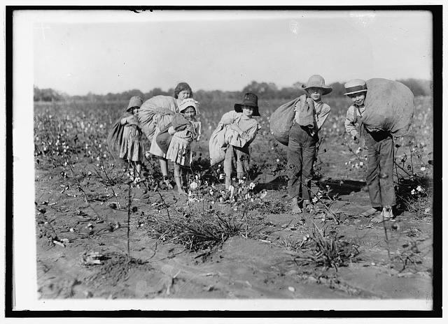 Children picking cotton