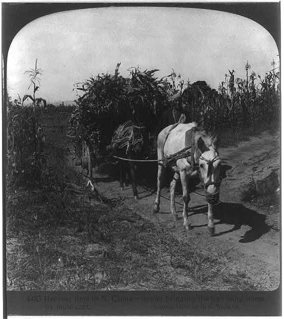 Farmer bringing the Kao liang home by mule cart, N. China