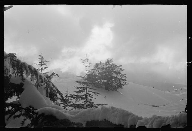 [Cedars of Lebanon in the snow]
