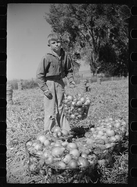 Working in onion fields, Delta County, Colorado