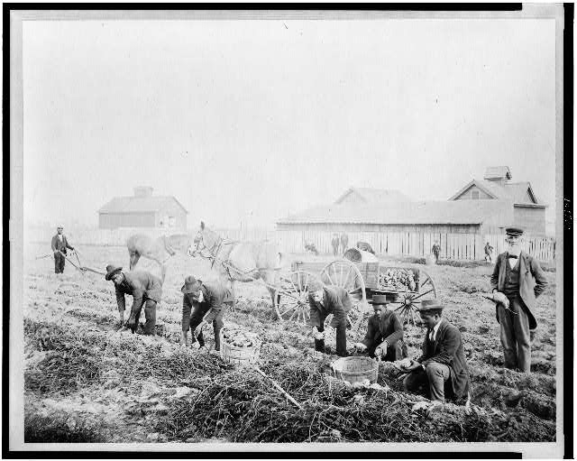 [Harvesting sweet potatoes at Claflin University,...