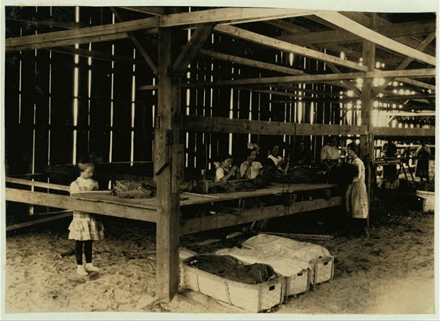 Interior of tobacco shed, Hawthorn Farm. Girls in...