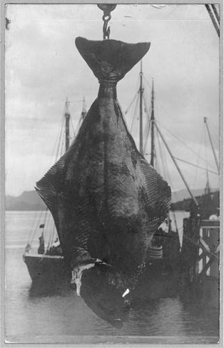 Two hundred pound halibut