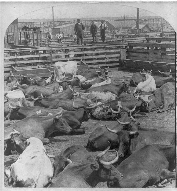 Scene in the Great Union Stockyards, Chicago