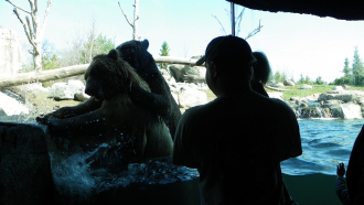 2 Bears At The Zoo