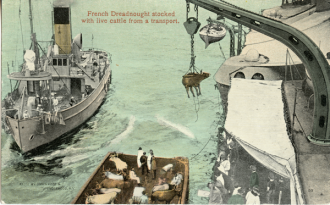 French dreadnought stocked with live cattle