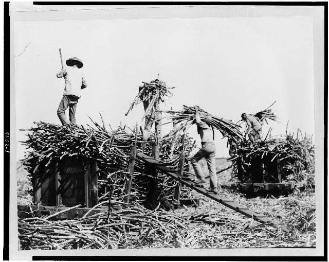 [Loading sugar cane on carts, Hawaii]