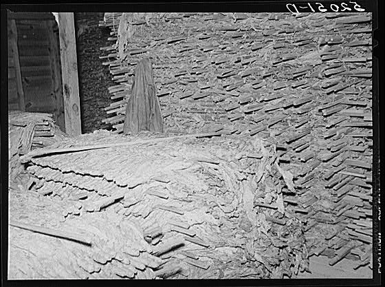 Interior of pack house showing ungraded tobacco and...