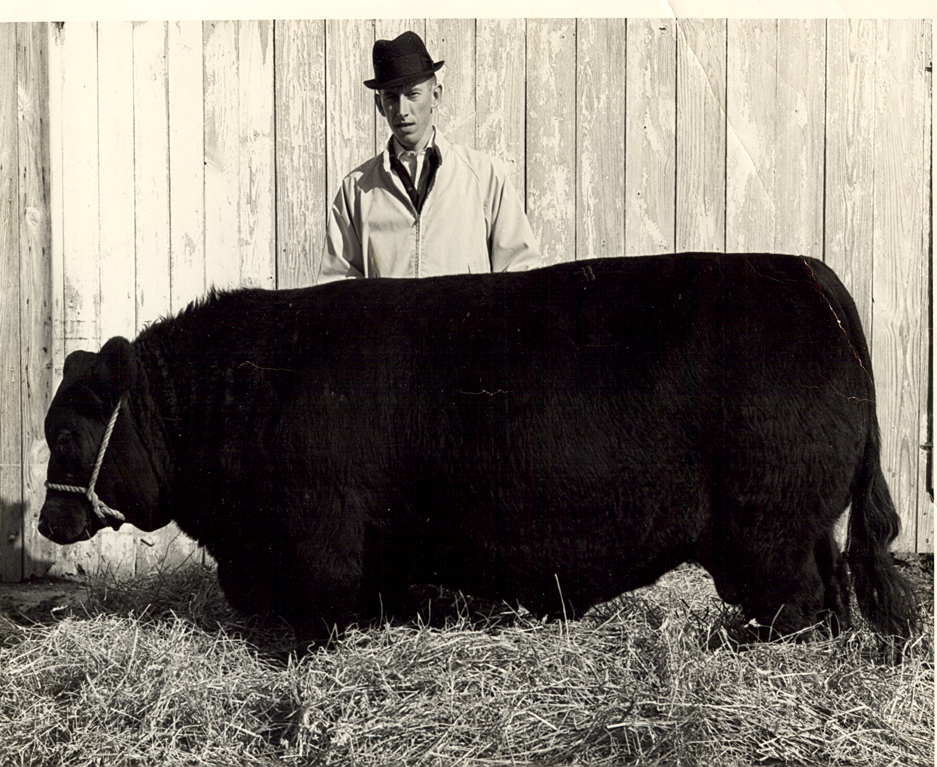 Carroll Mince and a bull