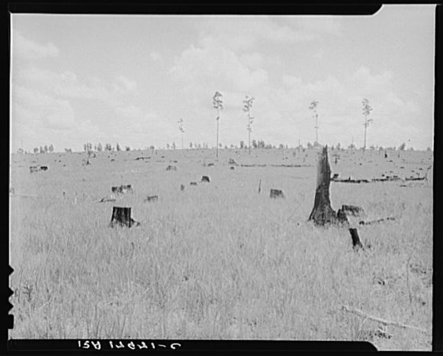 Land cut over by lumber company and not replanted. Greene...