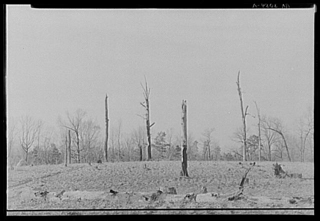 Wooded land near Monticello, Georgia