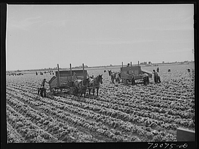 Picking lettuce. Yuma County, Arizona. The heads of...