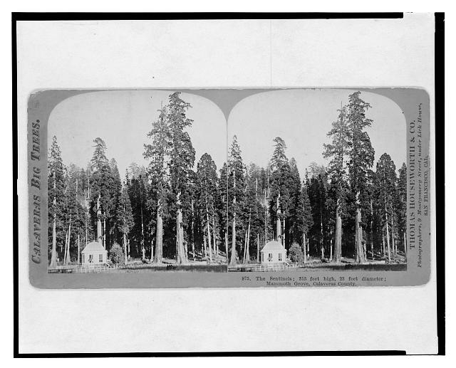 Calaveras big trees. The sentinels, 315 feet high, 23...