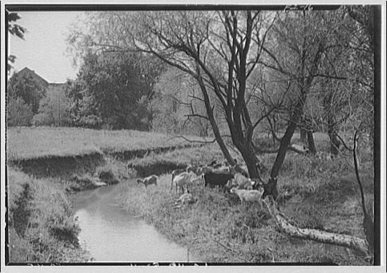 Farming scenes. Goats by stream I