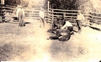 Putting down a horse
