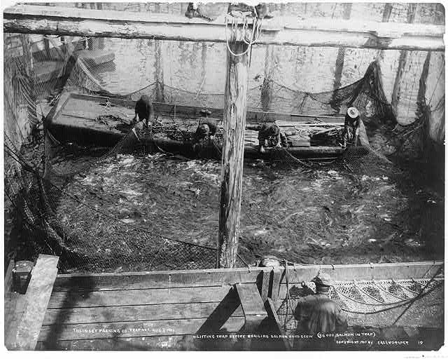 Thlinget Packing Co. trap no. 7, Aug. 2, 1907: Lifting...