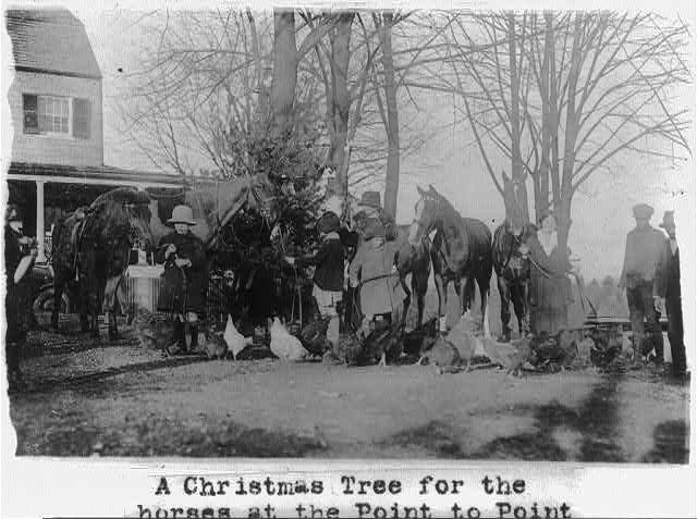 A Christmas tree for the horses 