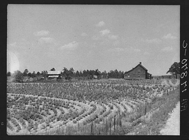 Sharecrop farm, Gaffney, South Carolina. In 1936 he...