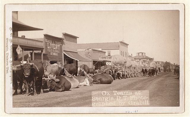 Ox teams at Sturgis, Dakota Territory