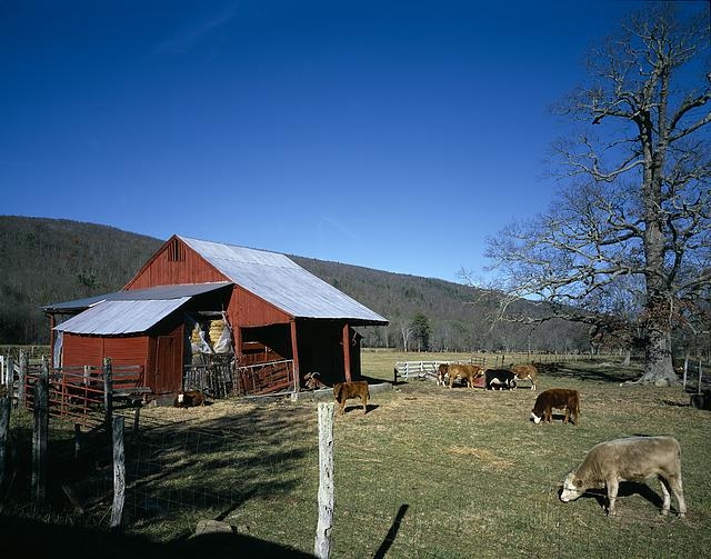 Cow barn in rural Tennessee