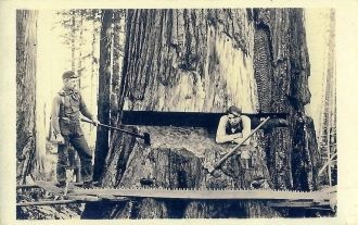 1900's Real Photo Post Card - Oregon Loggers