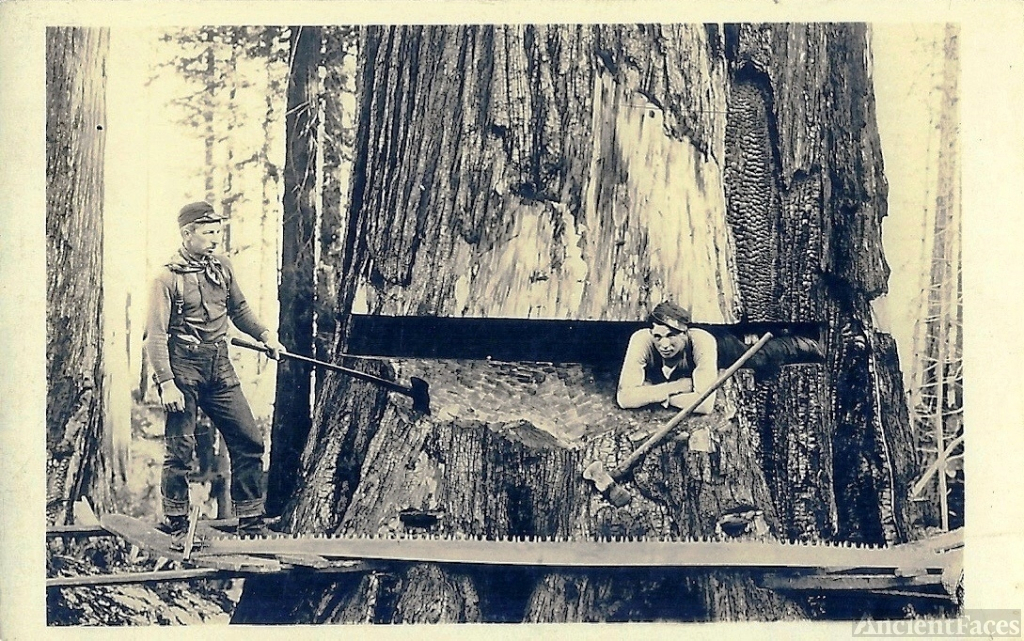1900's Real Photo Post Card Oregon Loggers