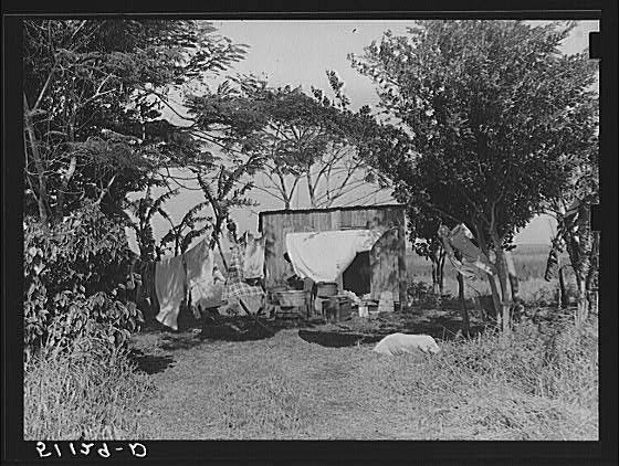 Migratory vegetables pickers and packinghouse workers'...