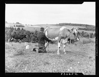 Fort Kent, Maine. (vicinity). Albert Gagnon milking his...