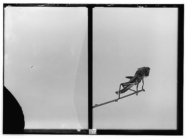 The terrible plague of locusts in Palestine, March-June...
