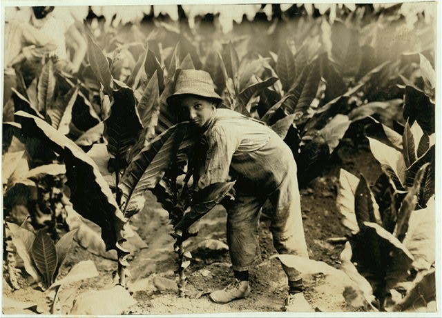 Second picking, (#4881). Location: [Gildersleeve,...
