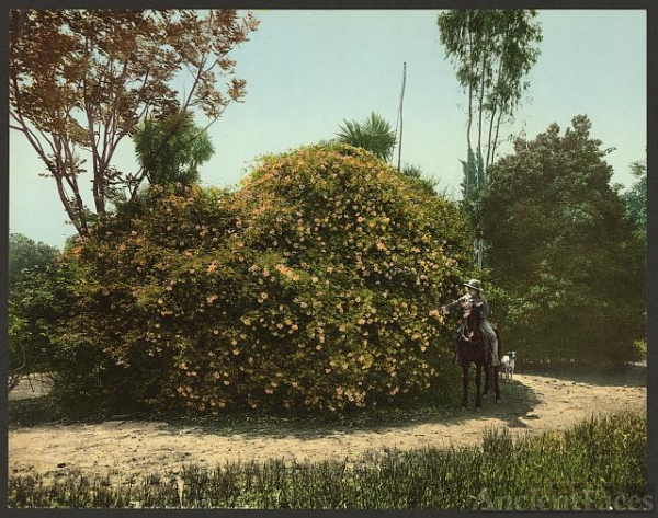gold-of-ophir-rose-bush