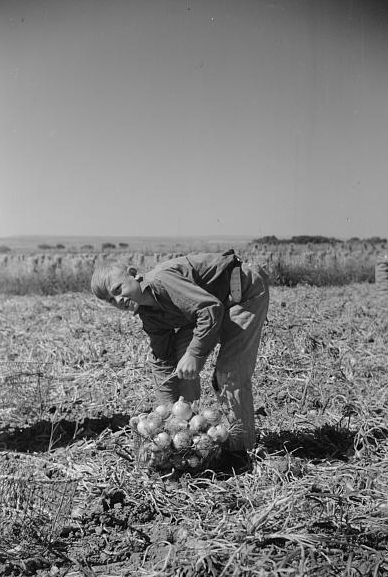 Child labor, Colorado