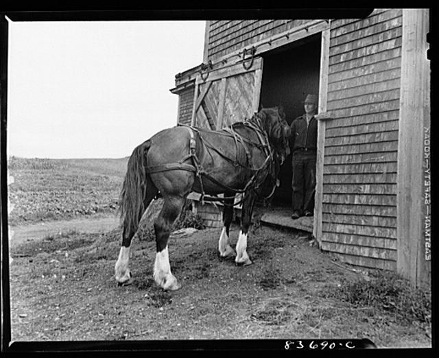 Fort Kent, Maine. (vicinity). Workhorse belonging to...