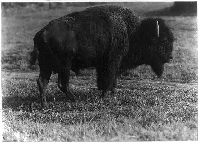 American bison Apache