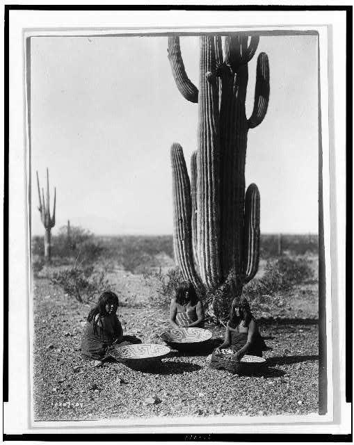 [Saguaro gatherers]