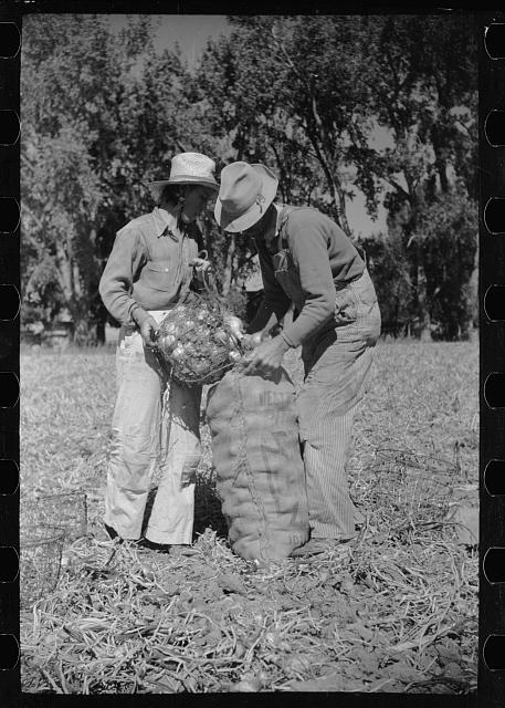 Working in onion fields, Delta County, Colorado