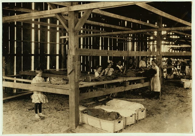 Interior of tobacco shed, Hawthorn Farm. Girls in...