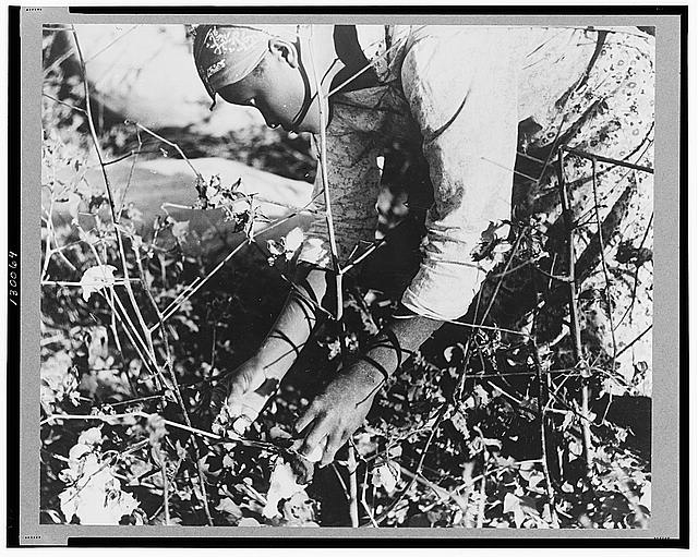 Day laborer picking cotton on Marcella Plantation,...
