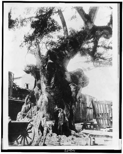 The Famous Columbus tree at Santo Domingo, Dominican...