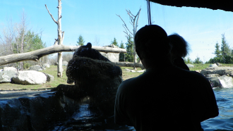 Bears Flinging Water