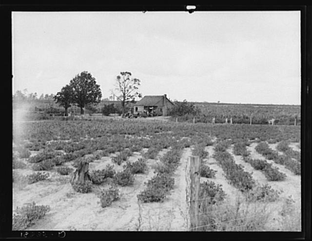 Small tenant farm producing peanuts and sweet potatoes....