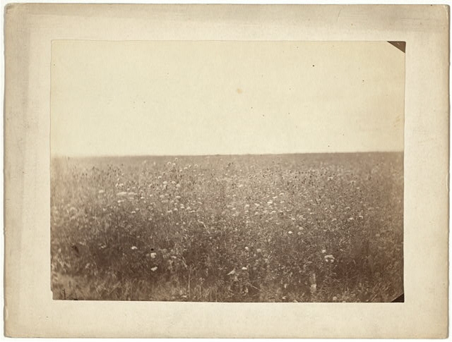 Flowery steppes between Barnaoul [i.e., Barnaul] and Tomsk