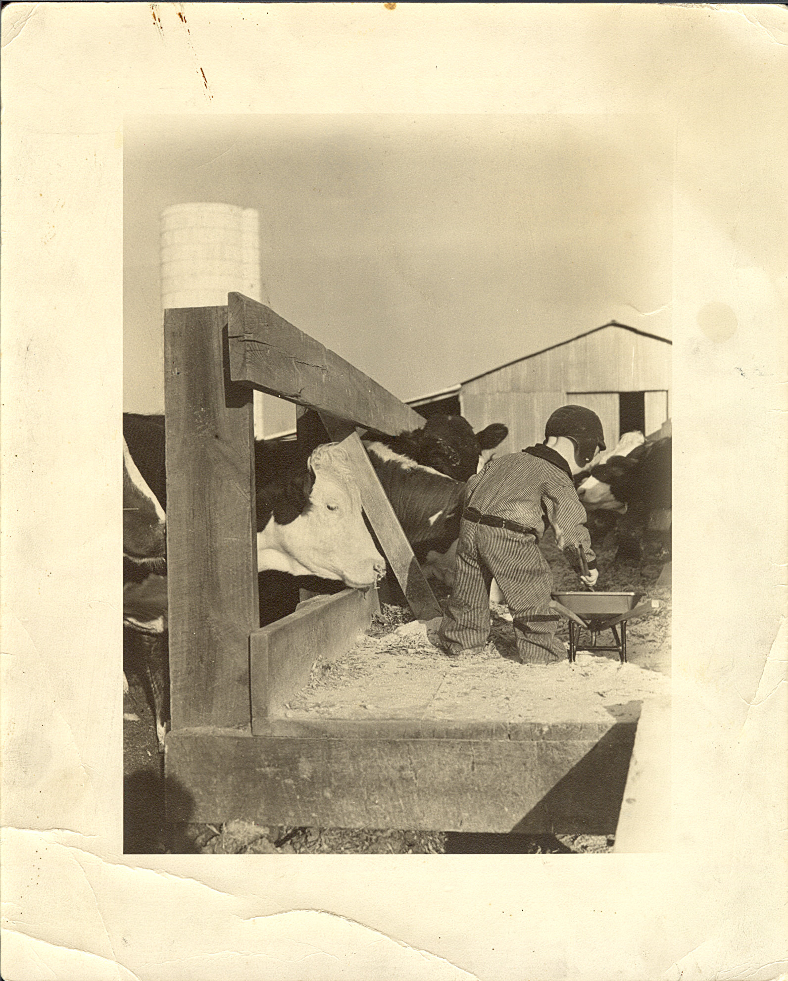 Carroll feeding the cows
