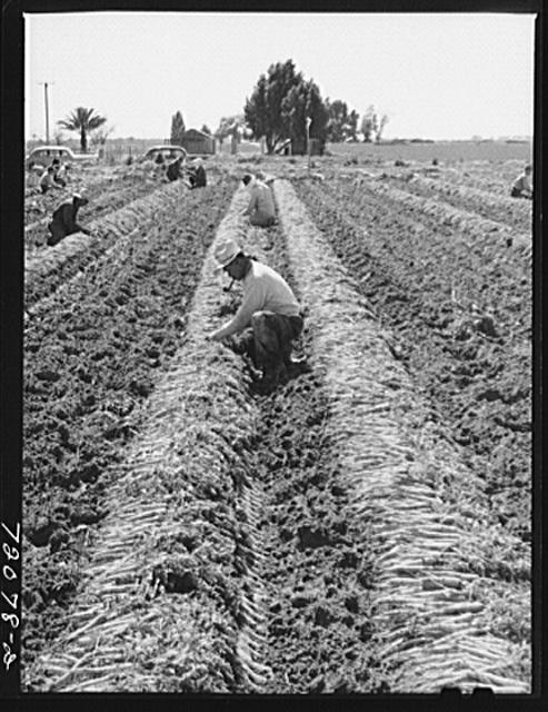 Gathering and bunching carrots. Yuma County, Arizona