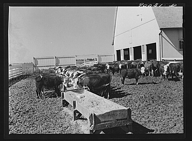 Feeding and fattening hereford cattle on a Witwer farm....