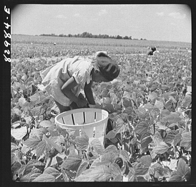 Bridgeton, New Jersey. Seabrook Farm. Migrant's child...