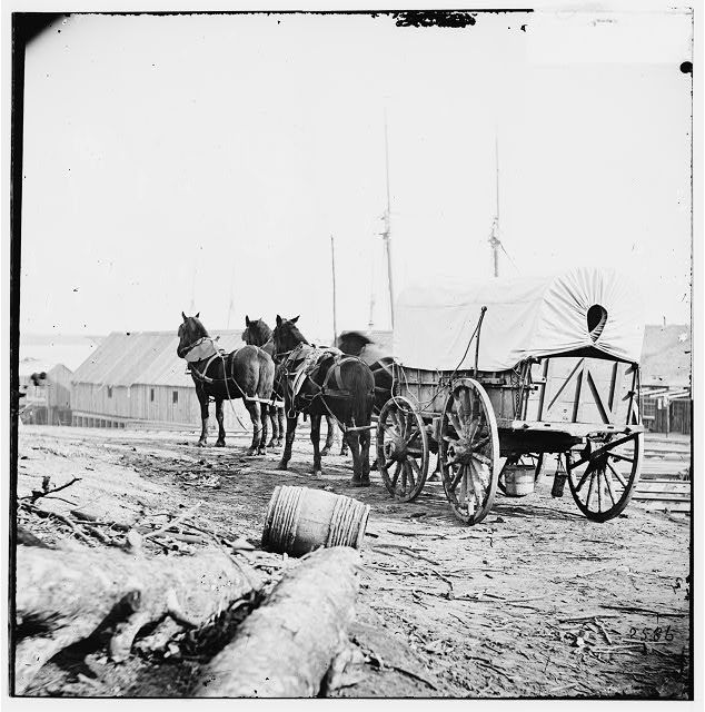 City Point, Virginia (vicinity). Four-mule army team and...