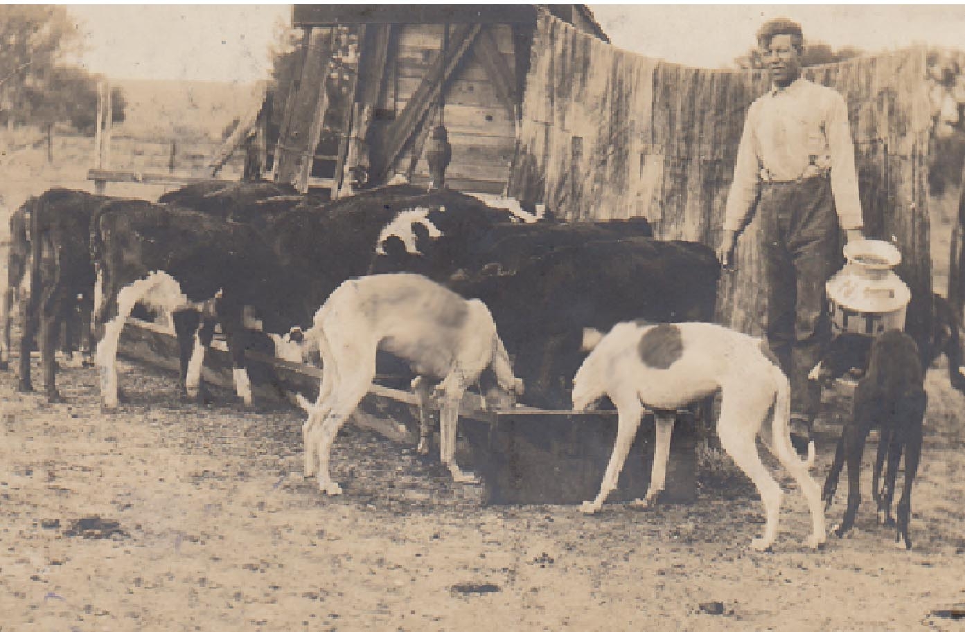 Miller Ranch - grey hounds