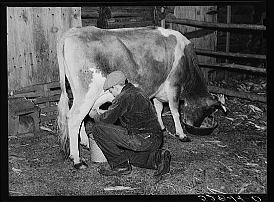 Mrs. Elvin Wilkins' son milking their cow in the evening...